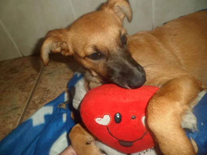 Cachorro ra a SRD idade 2 a 6 meses nome Vivi