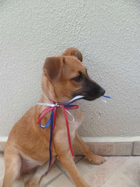 Cachorro ra a SRD idade 2 a 6 meses nome Vivi