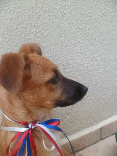 Cachorro ra a SRD idade 2 a 6 meses nome Vivi