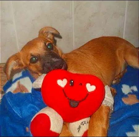 Cachorro ra a SRD idade 2 a 6 meses nome Vivi