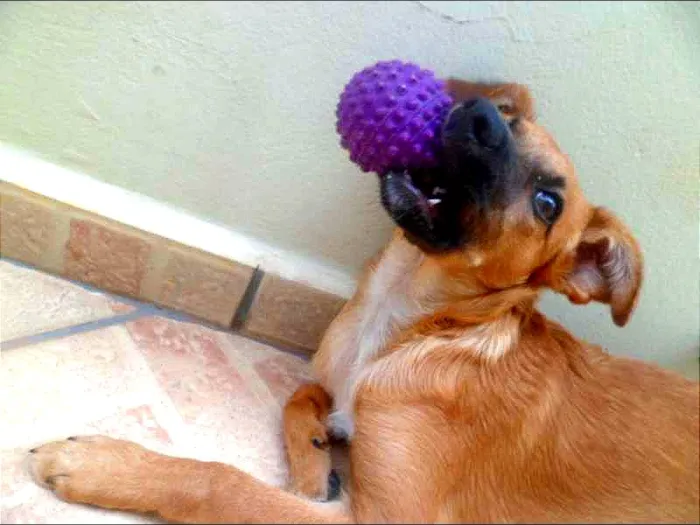 Cachorro ra a SRD idade 2 a 6 meses nome Vivi