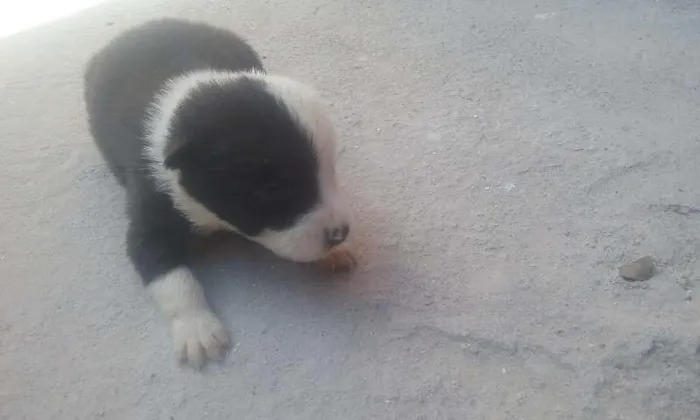 Cachorro ra a vira-lata  idade Abaixo de 2 meses nome Não definido