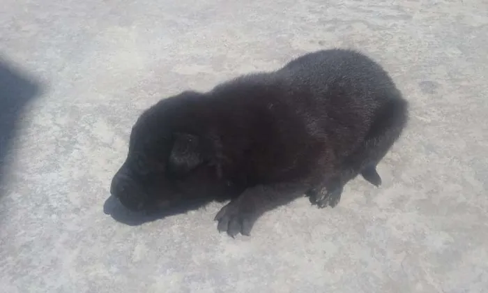 Cachorro ra a vira-lata  idade Abaixo de 2 meses nome Não definido