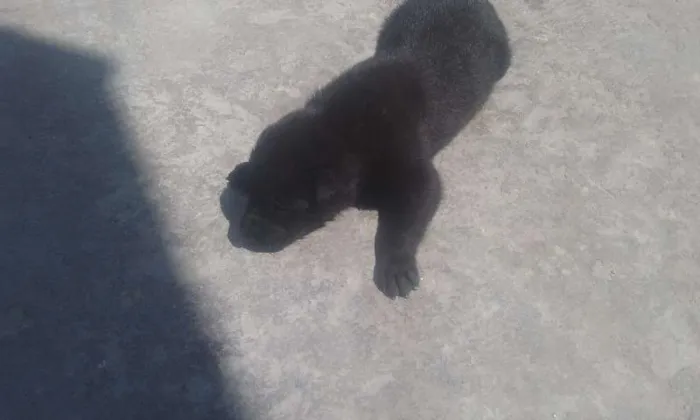 Cachorro ra a vira-lata  idade Abaixo de 2 meses nome Não definido