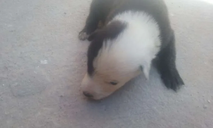 Cachorro ra a vira-lata  idade Abaixo de 2 meses nome Não definido