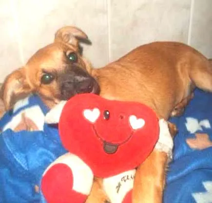 Cachorro ra a SRD idade 2 a 6 meses nome Vivi