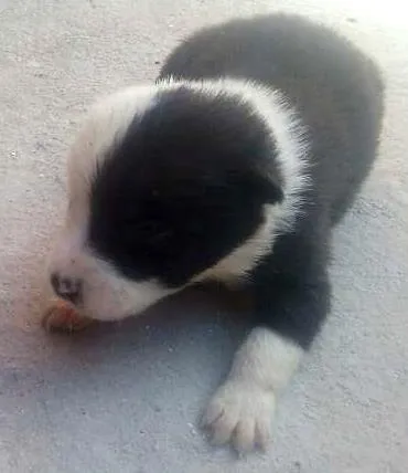 Cachorro ra a vira-lata  idade Abaixo de 2 meses nome Não definido