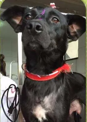 Cachorro raça srd idade 2 anos nome lua