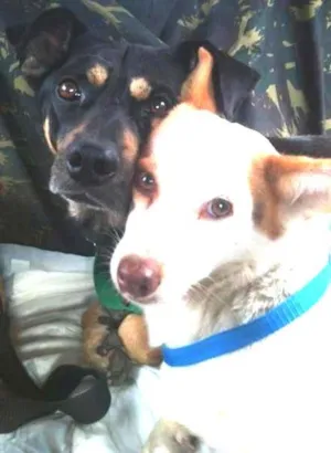 Cachorro raça SRD idade 2 anos nome Zé e Pituchinha