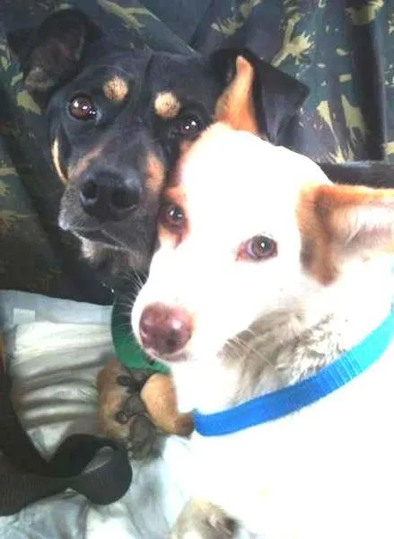Cachorro ra a SRD idade 2 anos nome Zé e Pituchinha