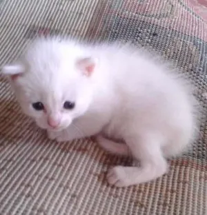 Gato raça  idade Abaixo de 2 meses nome sem nome