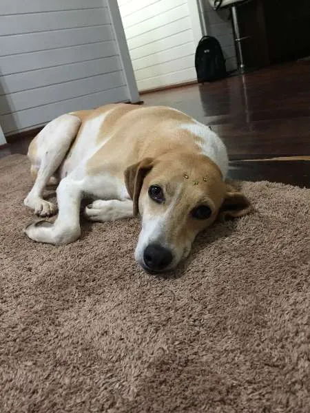 Cachorro ra a SRD idade 3 anos nome Lisa