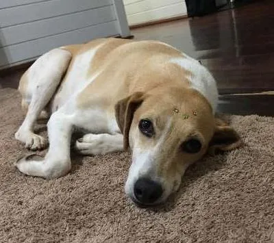 Cachorro ra a SRD idade 3 anos nome Lisa