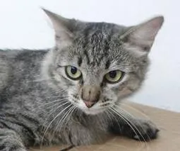 Gato raça SRD idade 7 a 11 meses nome Sofy