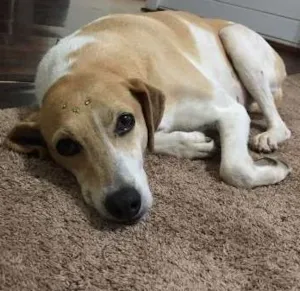 Cachorro raça SRD idade 3 anos nome Lisa