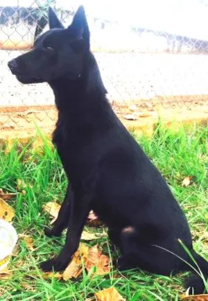 Cachorro raça Vira lata  idade 1 ano nome Zorro
