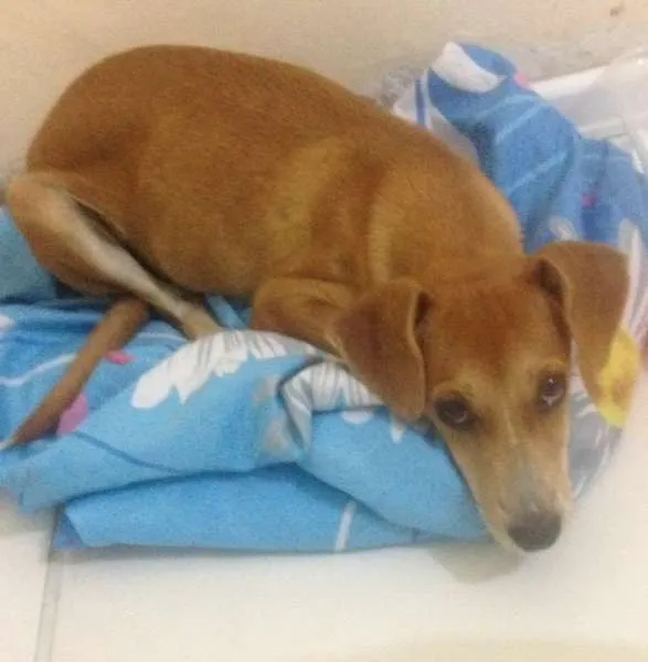Cachorro raça Vira lata idade 2 a 6 meses nome Dalila