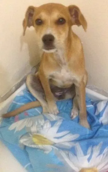 Cachorro raça Vira lata idade 2 a 6 meses nome Dalila