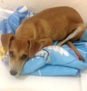 Cachorro raça Vira lata idade 2 a 6 meses nome Dalila