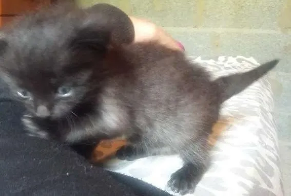 Gato ra a  idade Abaixo de 2 meses nome Sindy