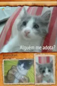 João Pedro