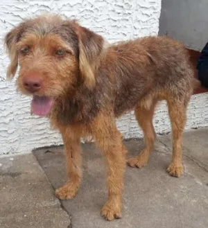 Cachorro raça sem raça definida idade  nome não sei