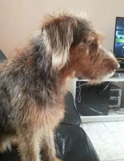 Cachorro raça sem raça definida idade  nome não sei