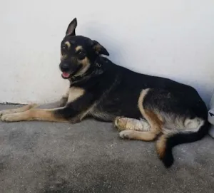 Cachorro raça SRD idade 2 anos nome Chico