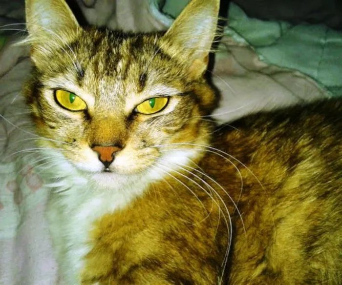 Gato ra a Mista - Angora idade 7 a 11 meses nome Princesa