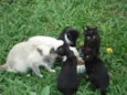 Gatinhos