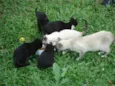 Gatinhos