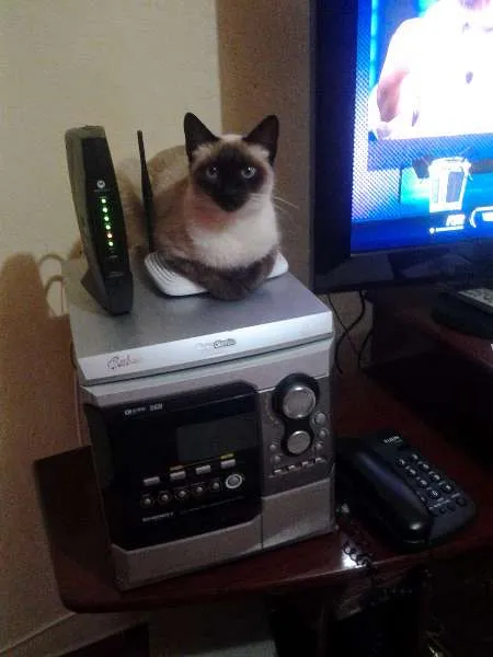 Gato ra a siamês idade 2 anos nome Mia