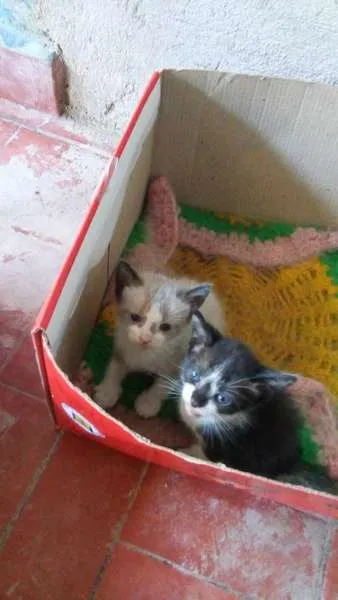 Gato ra a Siamês idade 2 a 6 meses nome Marri