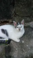 Marri