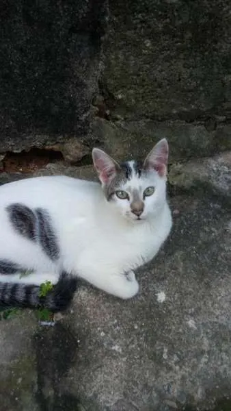 Gato ra a Siamês idade 2 a 6 meses nome Marri
