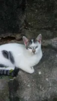 Marri