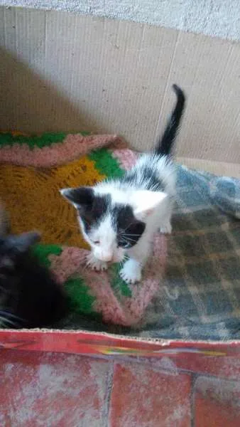 Gato ra a Siamês idade 2 a 6 meses nome Marri