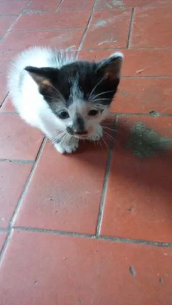 Gato ra a Siamês idade 2 a 6 meses nome Marri