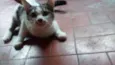 Marri