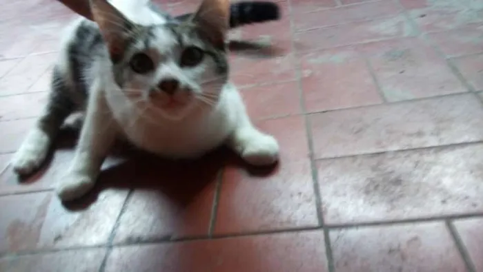 Gato ra a Siamês idade 2 a 6 meses nome Marri