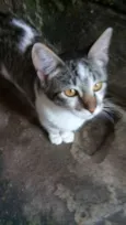 Marri