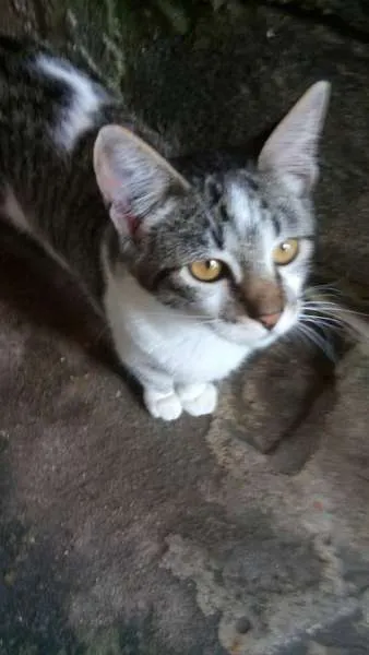 Gato ra a Siamês idade 2 a 6 meses nome Marri