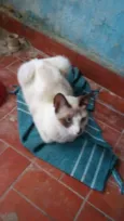 Marri