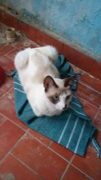 Gato ra a Siamês idade 2 a 6 meses nome Marri