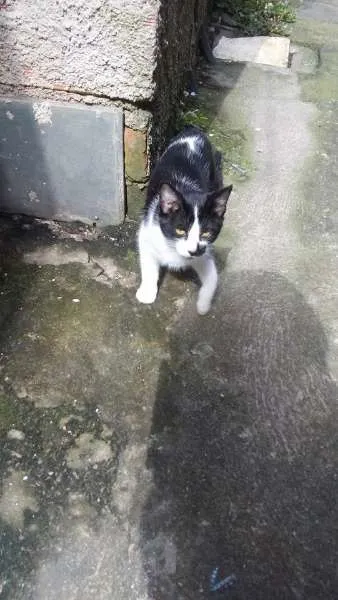 Gato ra a Siamês idade 2 a 6 meses nome Marri