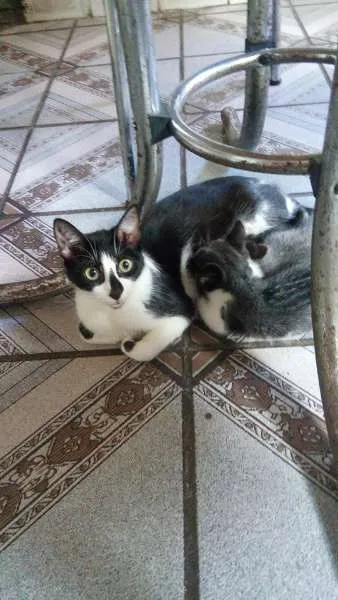 Gato ra a Siamês idade 2 a 6 meses nome Marri