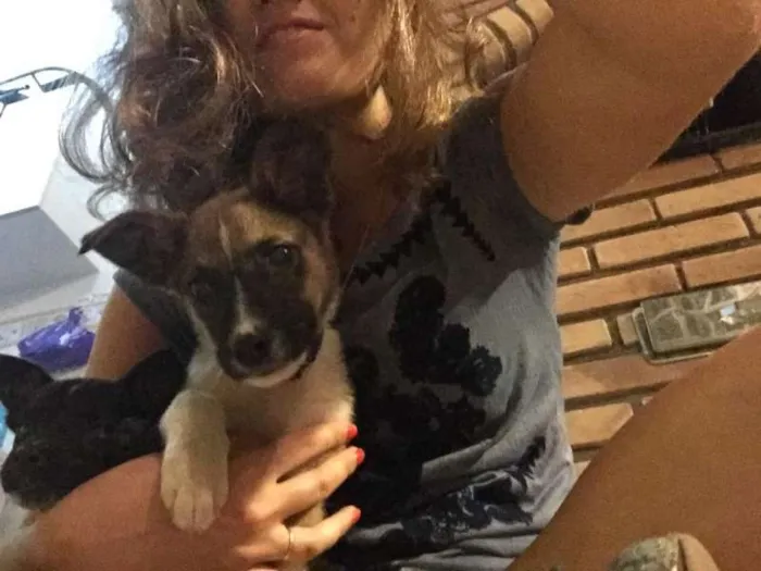 Cachorro ra a SRD idade Abaixo de 2 meses nome Barel