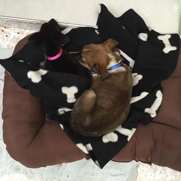 Cachorro ra a SRD idade Abaixo de 2 meses nome Barel