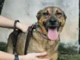 Fido