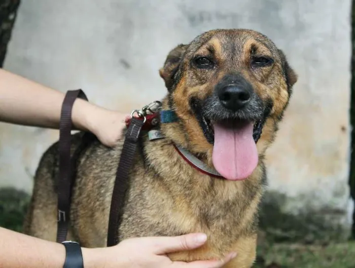 Cachorro raça SRD idade 6 ou mais anos nome Fido